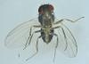 Drosophila sp.